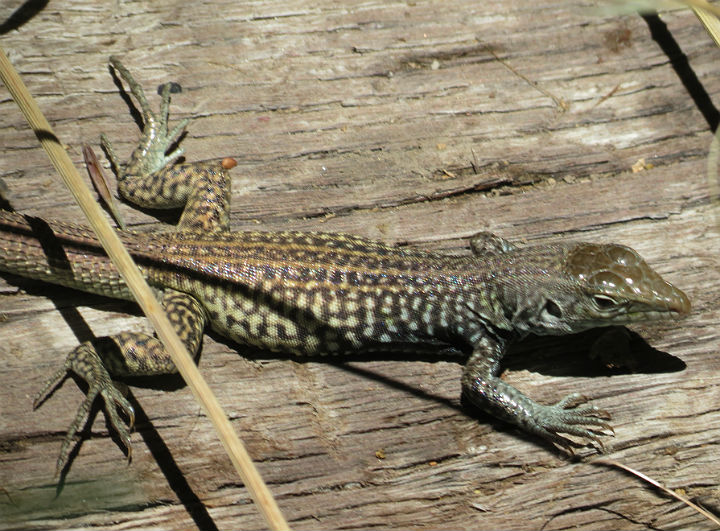 Western Whiptail